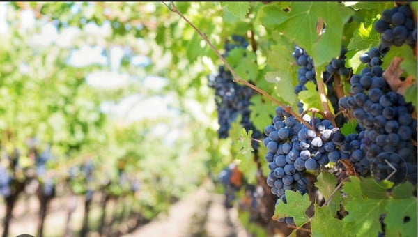 Château / Vineyard à Vendre 5