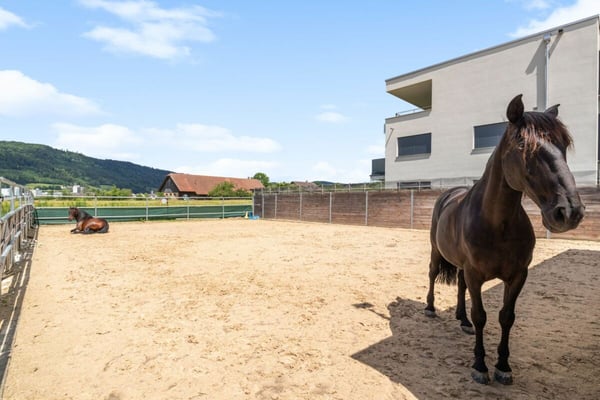REITSPORT, WOHN- UND GEWERBEIMMOBILIE MIT VIELFÄLTIGEN NUTZUNGSMÖGLICHKEITEN 1