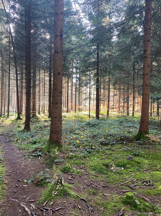 Charmantes 1.5-Zimmer Einfamilienhaus in ruhiger Lage von Islisberg – mit zahlreichen Extras 33