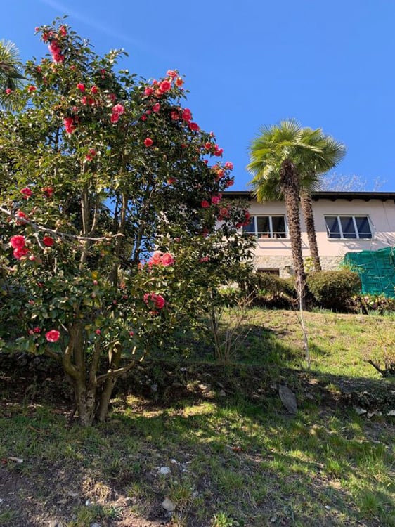 Terreno edificabile di 2548 mq con vista lago, Orselina 3