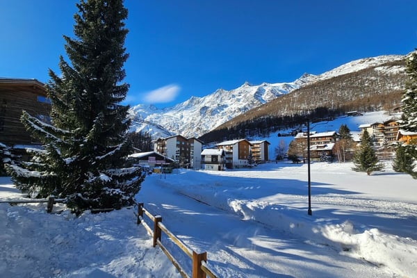Silberdistel in der sonnigen Wildi Grossus Moos. Gartenwohnung. 1