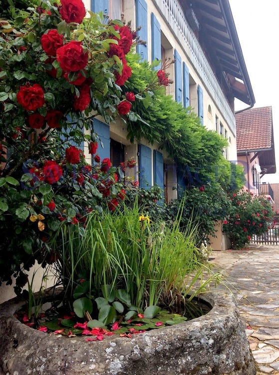 Fontaines-sur-Grandson, Magnifique maison de Village - Vente à terme 2