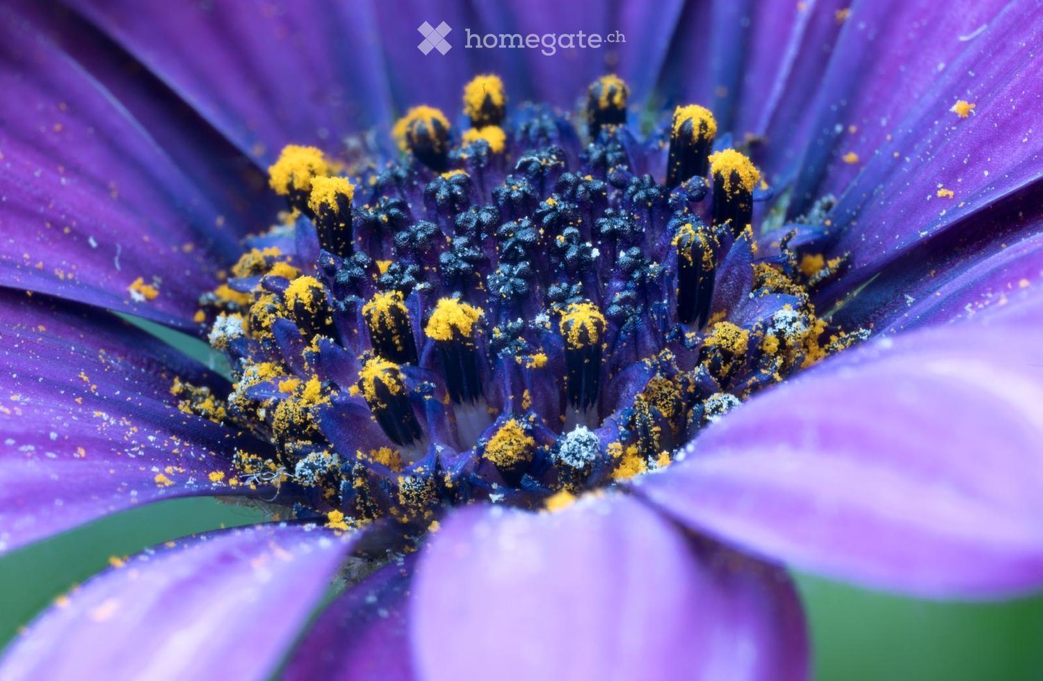 A close-up image of a purple daisy with yellow pollen.