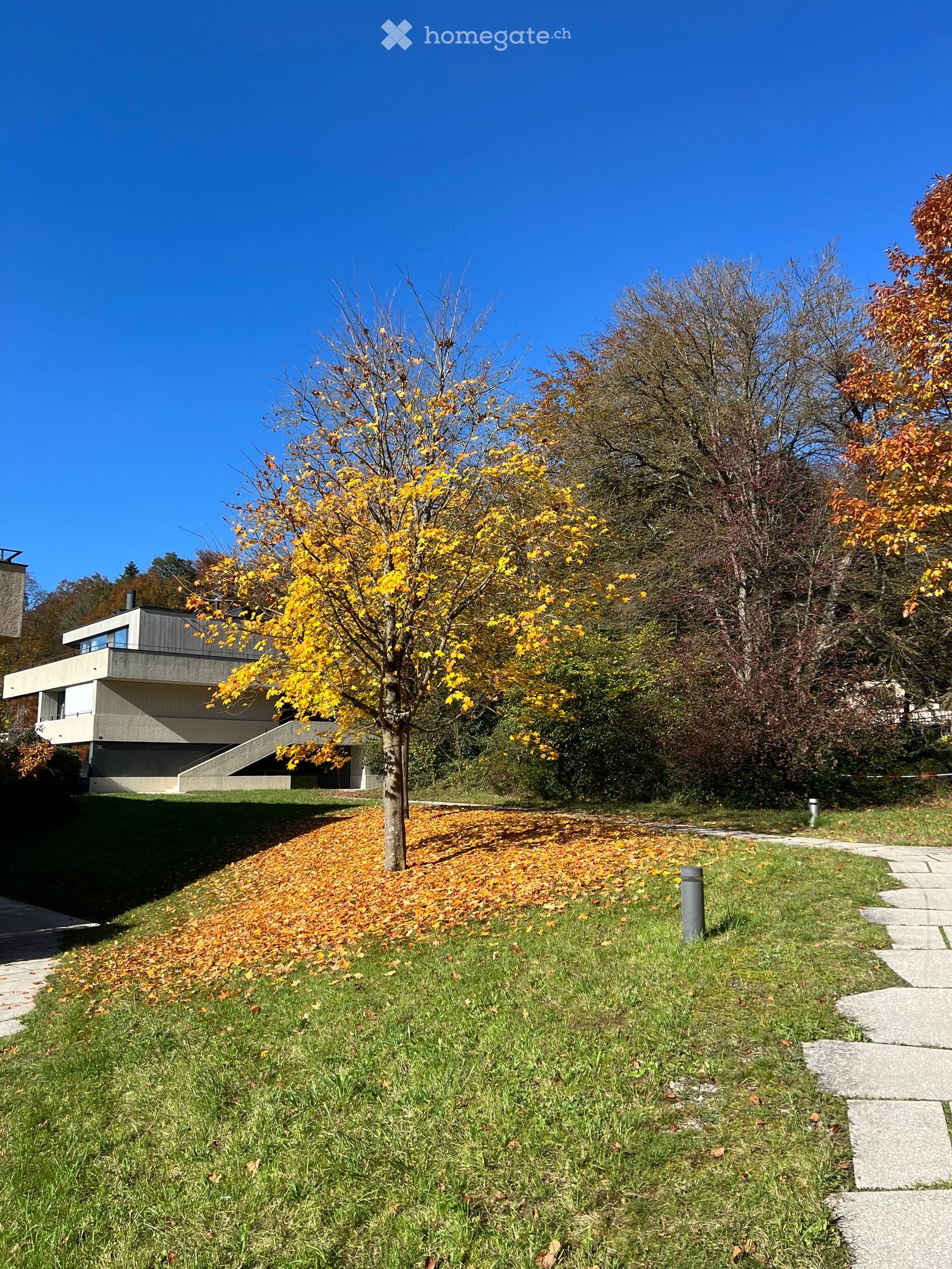 Lawn, tree with yellow leaves, stone pathway, a modern house in the background