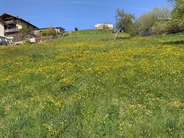 Traumhaftes baureifes Bauland mit Panoramablick in Zeihen AG 2