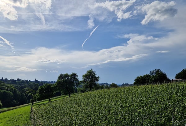 Erstvermietung Terrassenhaus in Wollerau 6