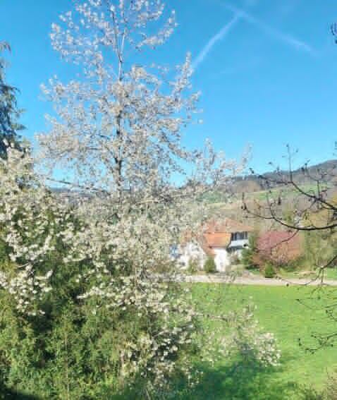 Einfamilienhaus mit Aussicht und grosszügigem Umschwung - Erstvermietung! 2