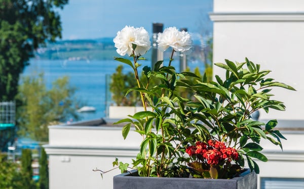 Seegrundstück und Badeplatz mit hochwertiger Attikawohnung sucht neuen Mieter 5