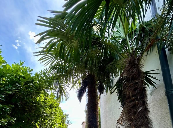 Frisch renovierte, schöne 1-Zimmer Wohnung mit 70 m1 privatem Garten in Ascona 1