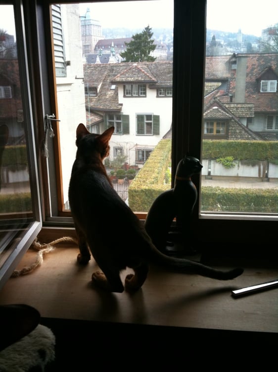 Rarität: Charmante 1.5-Zimmer-Dachwohnung im Herzen der Zürcher Altstadt 1