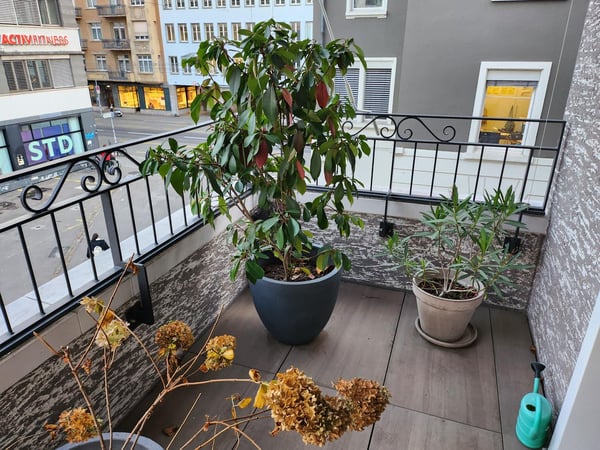 New tenant for 1st February / Neue( Mieter(-in) ab 1. Februar 3