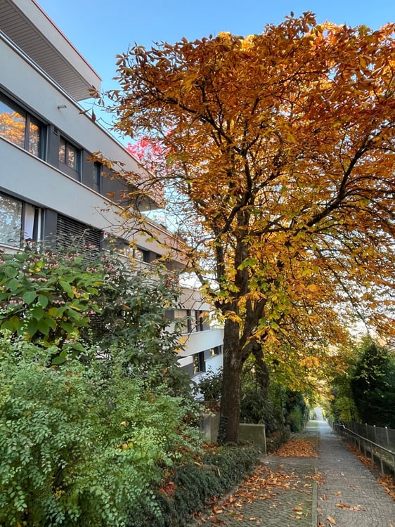 Frisch renovierte 1.5 Zimmerwohnung am Zürichberg 1