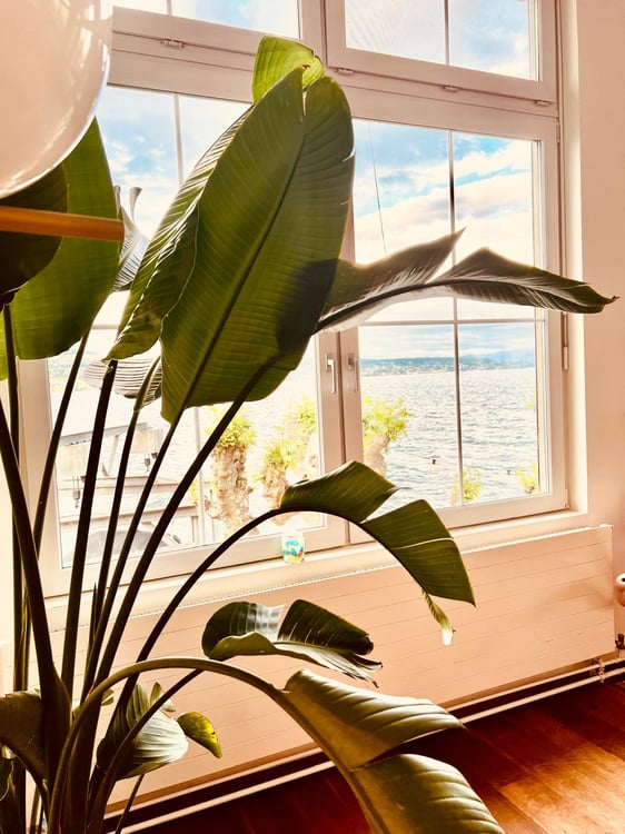 Exklusive 1.5-Zimmer-Terrassenwohnung mit Seeanstoss & Restaurant Service in Horgen 1