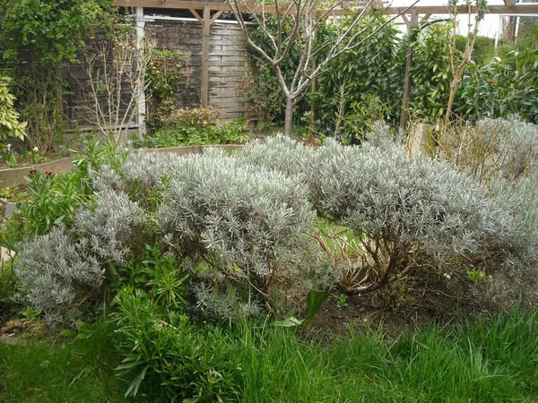 Tolles älteres Doppeleinfamilienhaus in Wettingen - Altenburgquartier 5