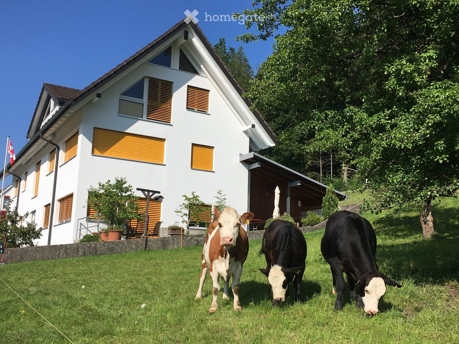 white house, brown roof, yellow shutters, flag, cows in front