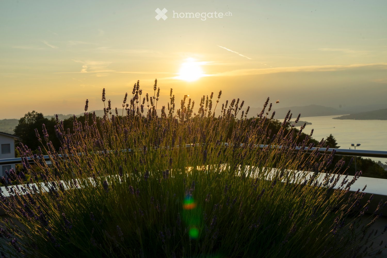Lavender plants, metal railing, sunset, water view