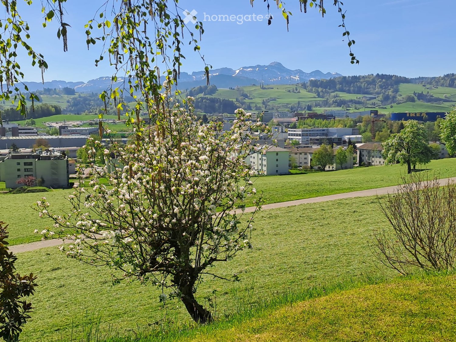 Garden / Outdoor Area. A scenic view of a green landscape with a blooming tree in the foreground, buildings in the midground, and mountains in the background.