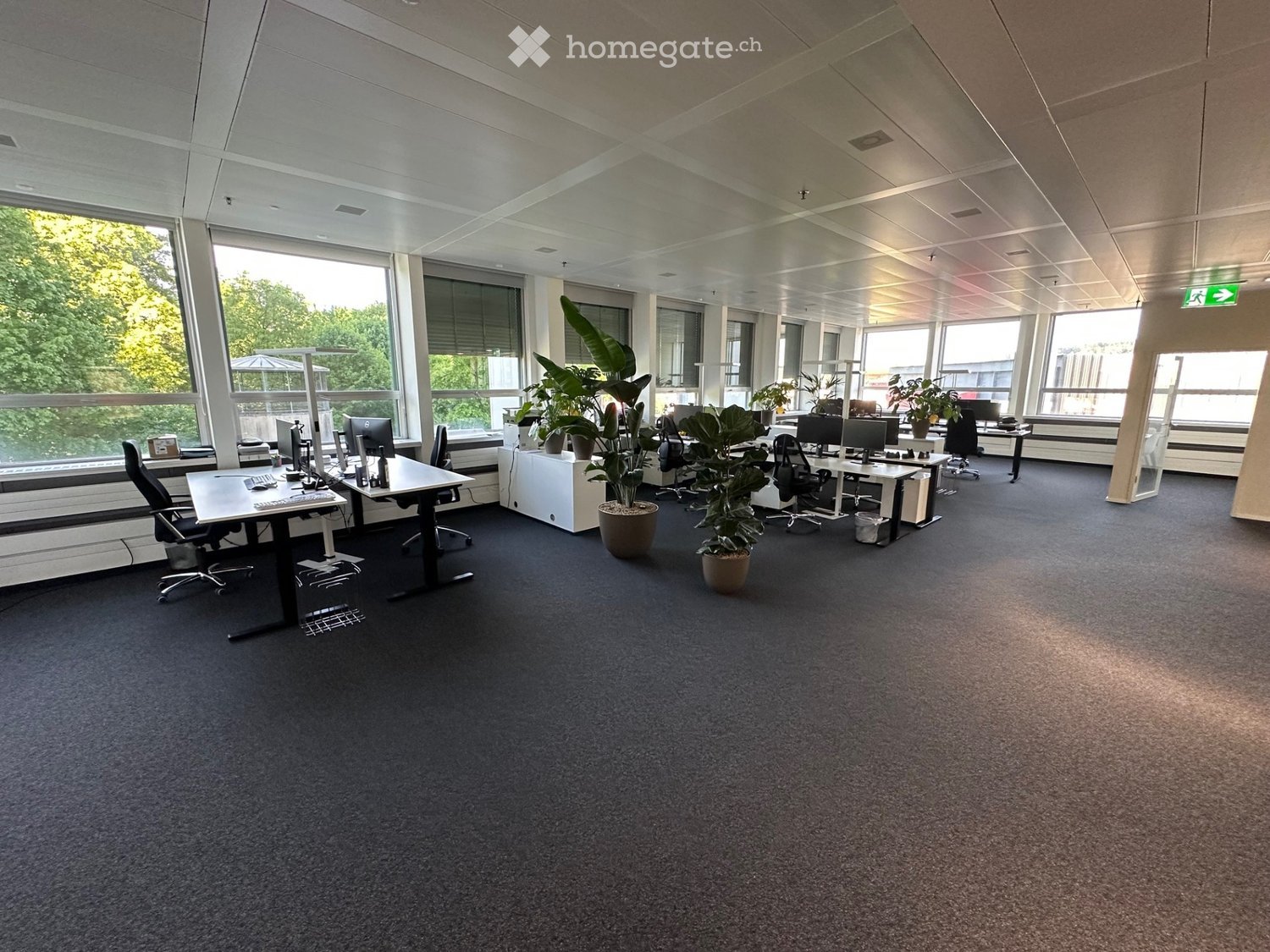 Spacious office with large windows, desks, chairs, and plants