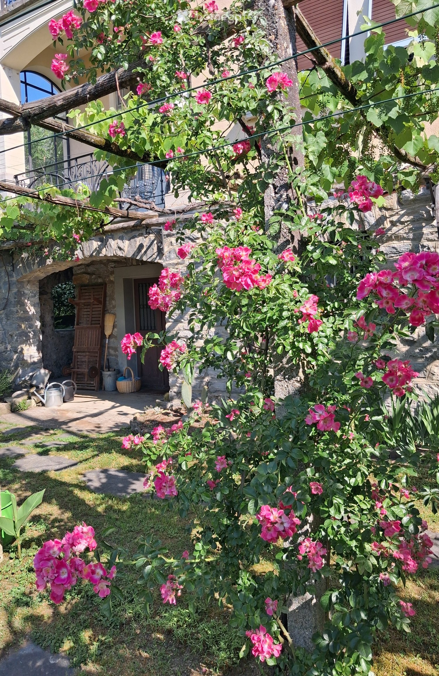 A lush garden area with vibrant pink flowers climbing on a wooden trellis, a stone pathway, and a small wooden shed with gardening tools.