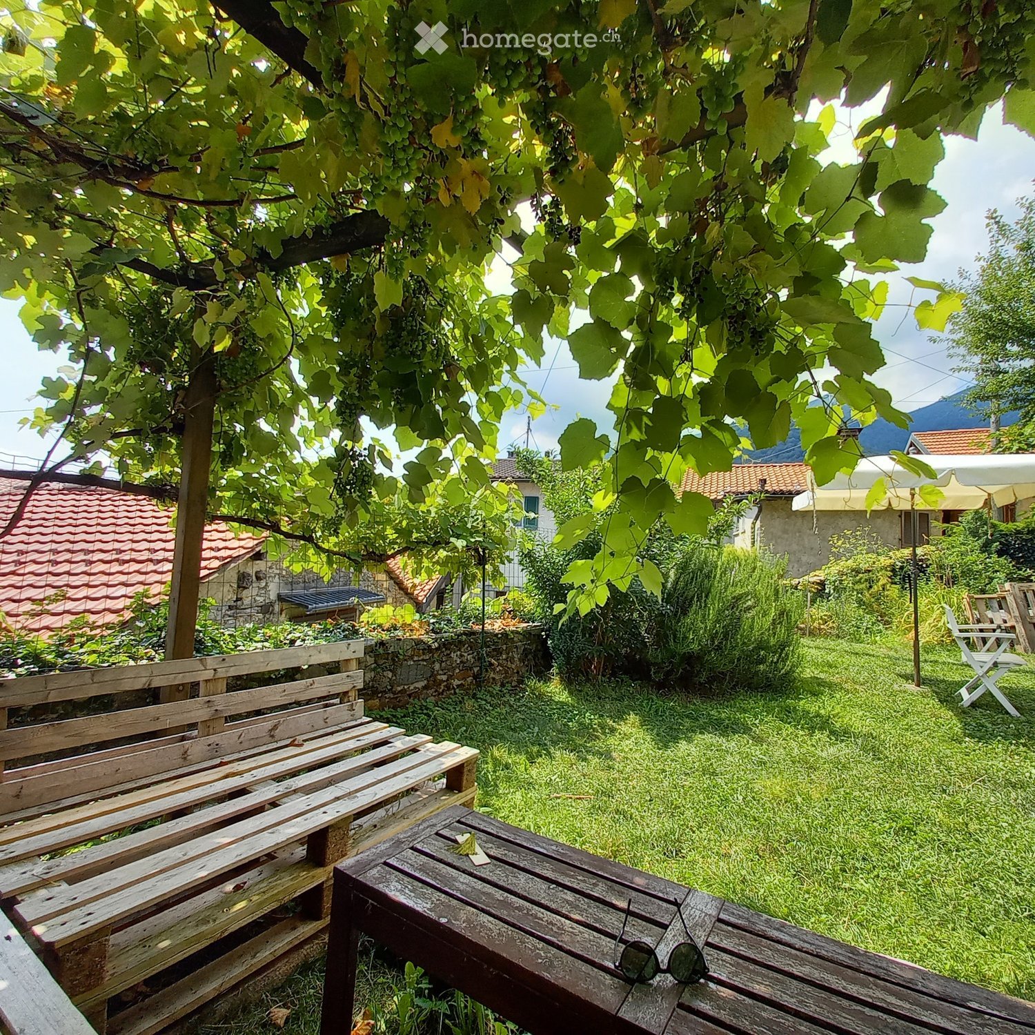 Garden with wooden benches and a table under a grapevine tree, surrounded by greenery and houses in the background.