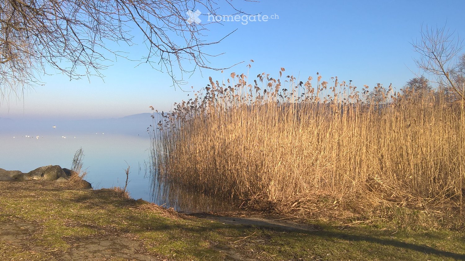 A serene lakeside scene with tall reeds and a clear blue sky, featuring a grassy bank and a distant view of the lake.