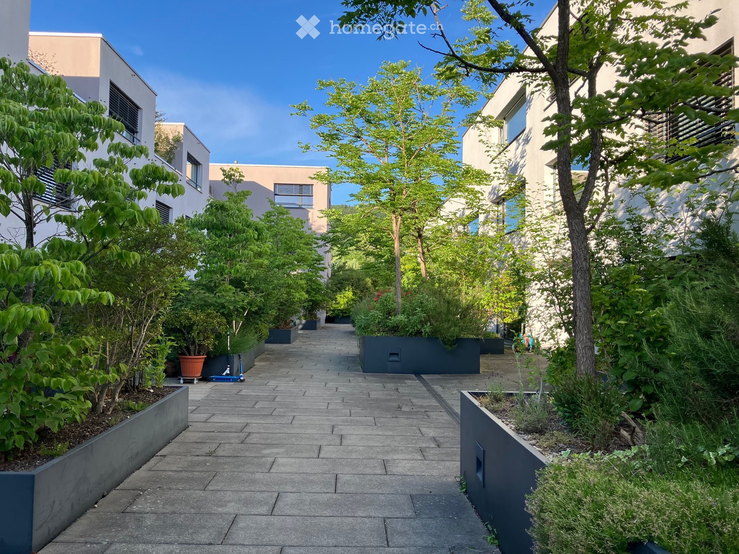 A modern garden pathway lined with trees and shrubs, featuring grey planters and a paved walkway between contemporary buildings.