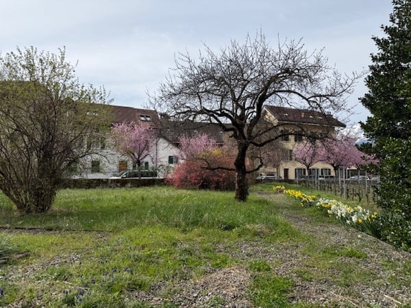 Maison individuelle à Aigle 2