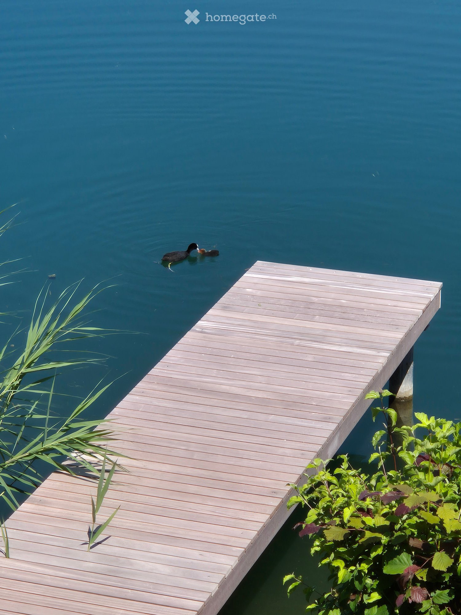 A wooden dock extends into a calm body of water, with a duck swimming nearby and lush green plants on either side.