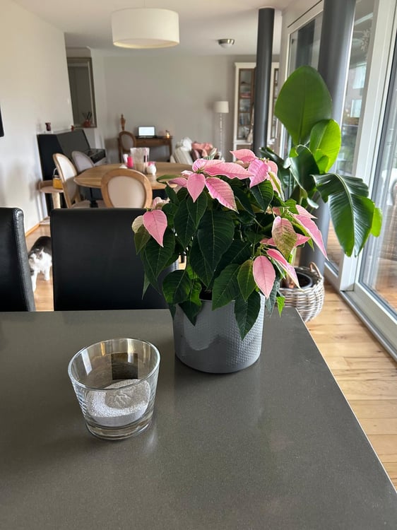 Magnifique Appartement 4,5 pièces avec Terrasse à Vich 5