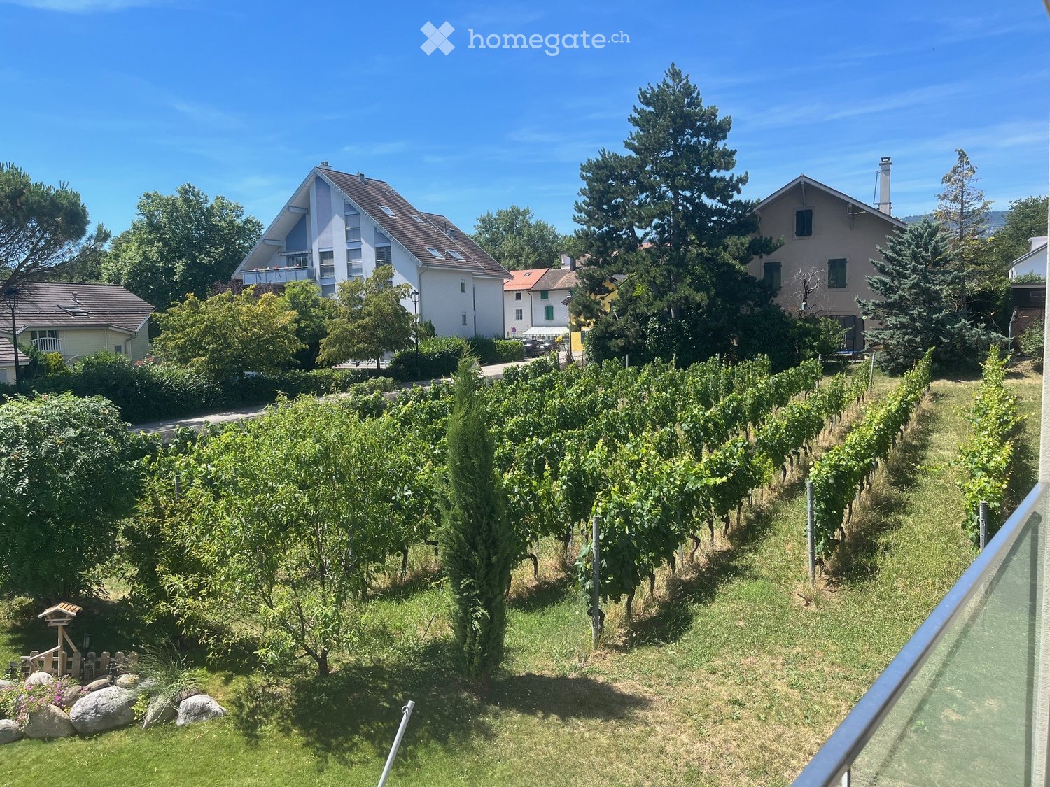 A vineyard area with rows of grapevines, surrounded by trees and houses in the background.