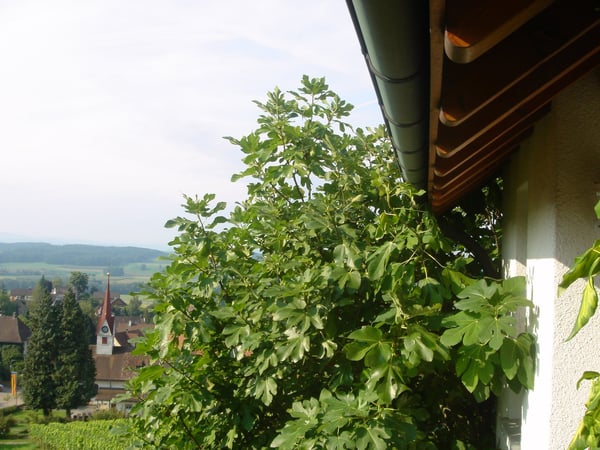 Grosses 6.5-Zimmer-EFH in Nussbaumen TG mit herrlicher Aussicht von Säntis bis zu den Walliser Alpen 7