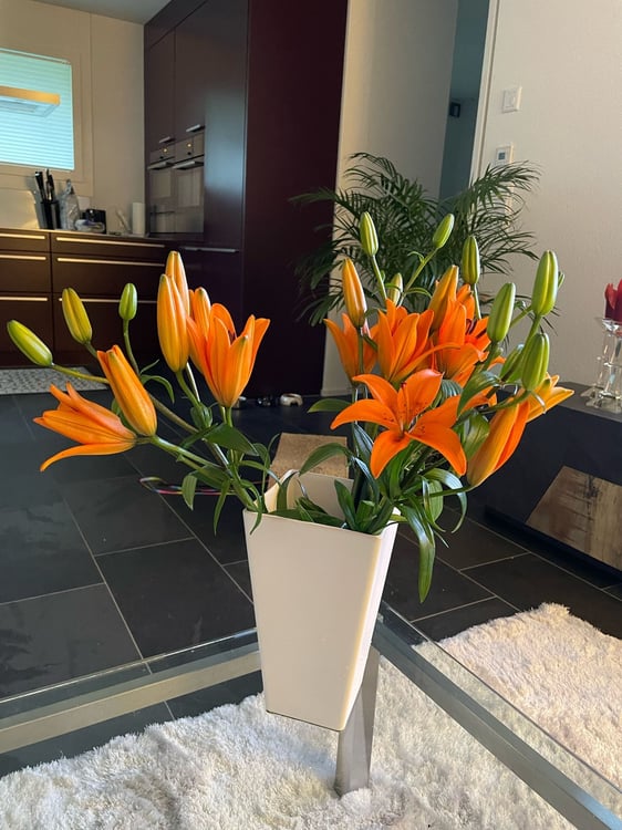 Exklusive Gartenwohnung in Seenähe, Einsiedeln 12