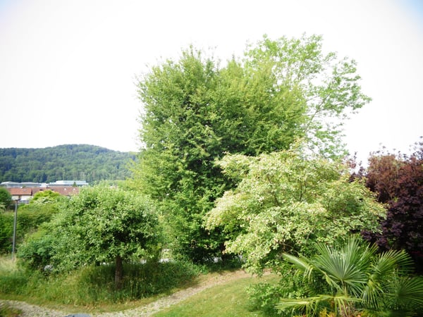 Grosszügige 3.5-Zimmer-Eigentumswohnung mit grossem Balkon und Aussicht ins Grüne 13