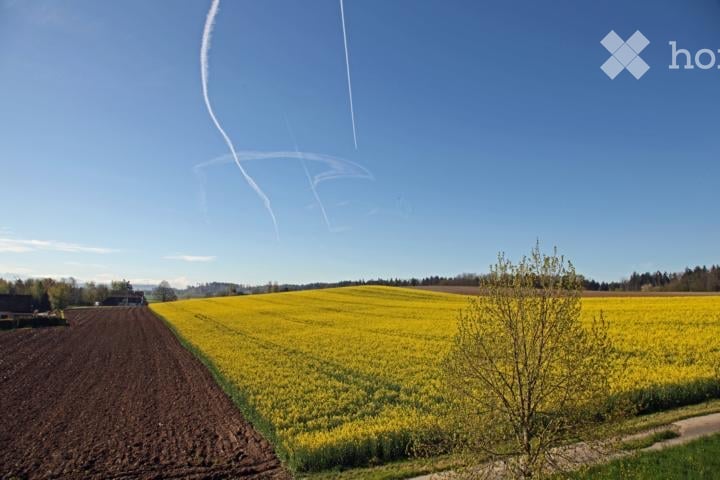 A vibrant field of yellow rapeseed flowers stretches across the landscape, bordered by a dirt path and a small tree. The horizon shows a line of trees and a few buildings, with a clear blue sky and contrails from aircraft above.