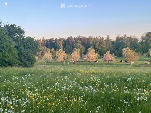 Einzigartiges Landhaus mit grosszügigem Naturgarten 13
