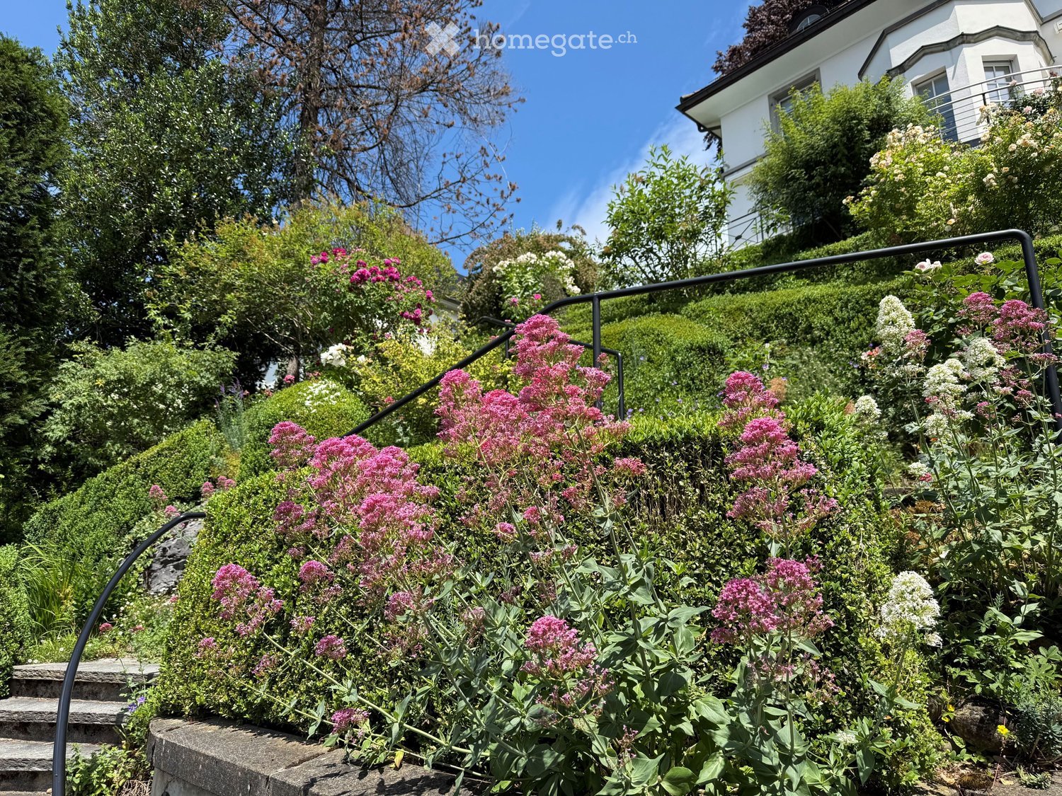 A garden with vibrant pink and white flowers, lush greenery, and a staircase leading up to a house with a balcony.