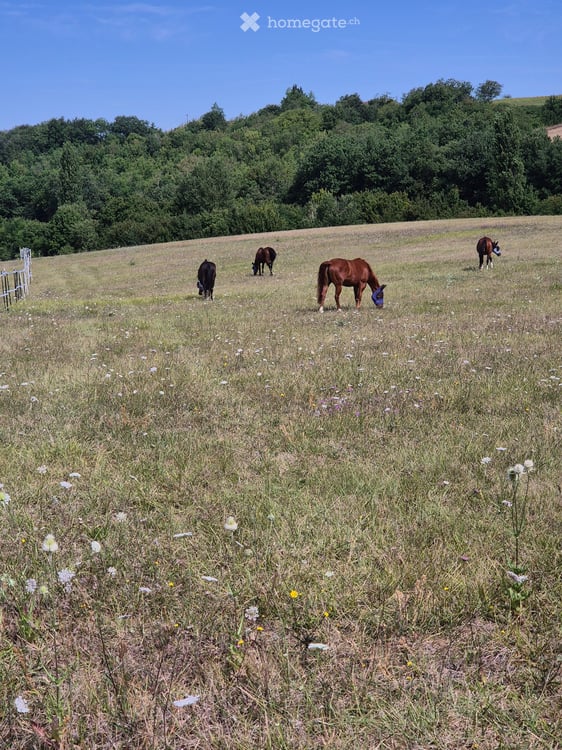 Bauernhaus mit Baubewilligung, viel Land (24ha) - ideal für Tourismus / Tierhaltung 4