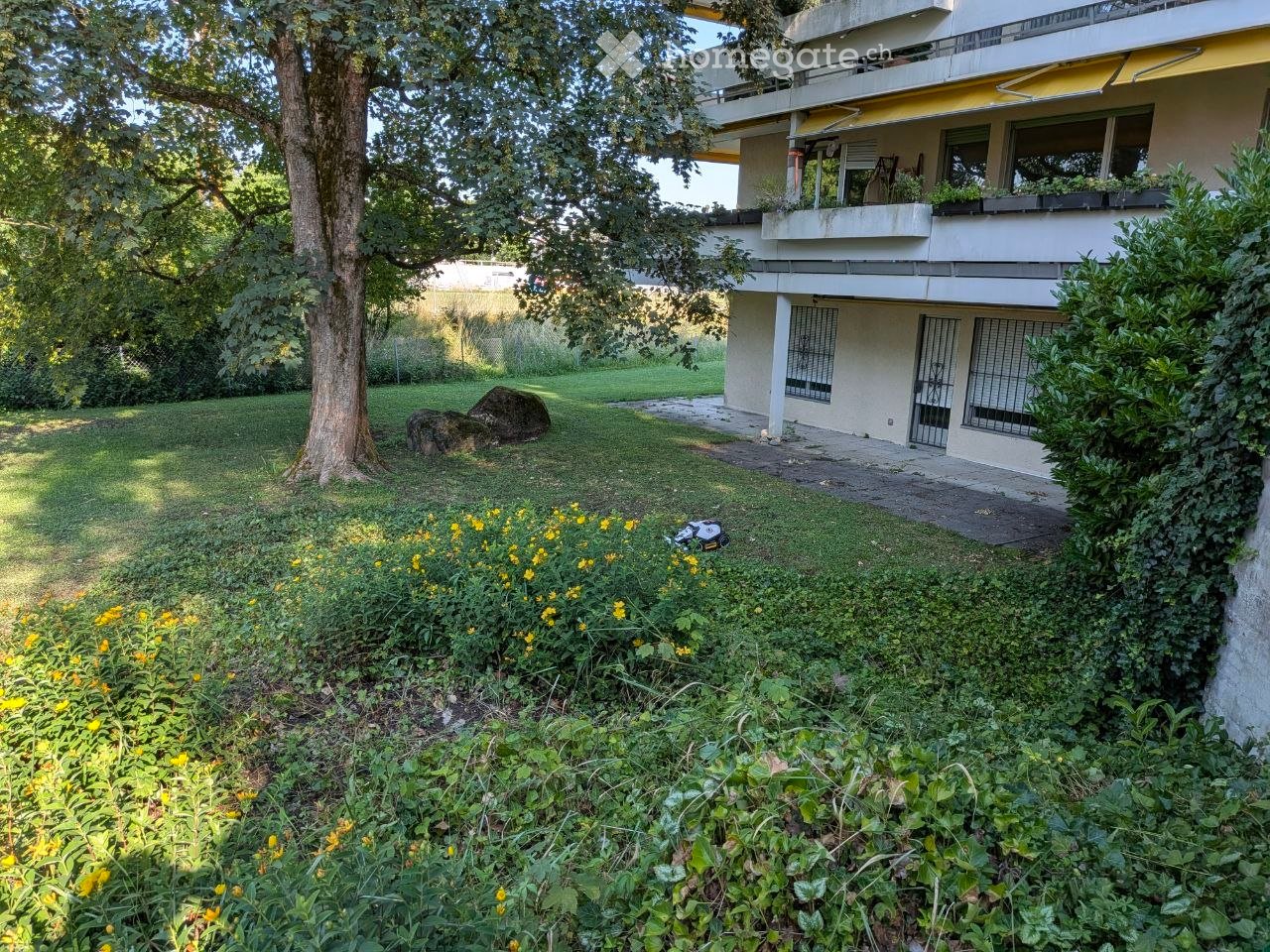 Lush garden with a large tree, yellow flowers, a lawn, and a modern building with balconies and windows in the background.