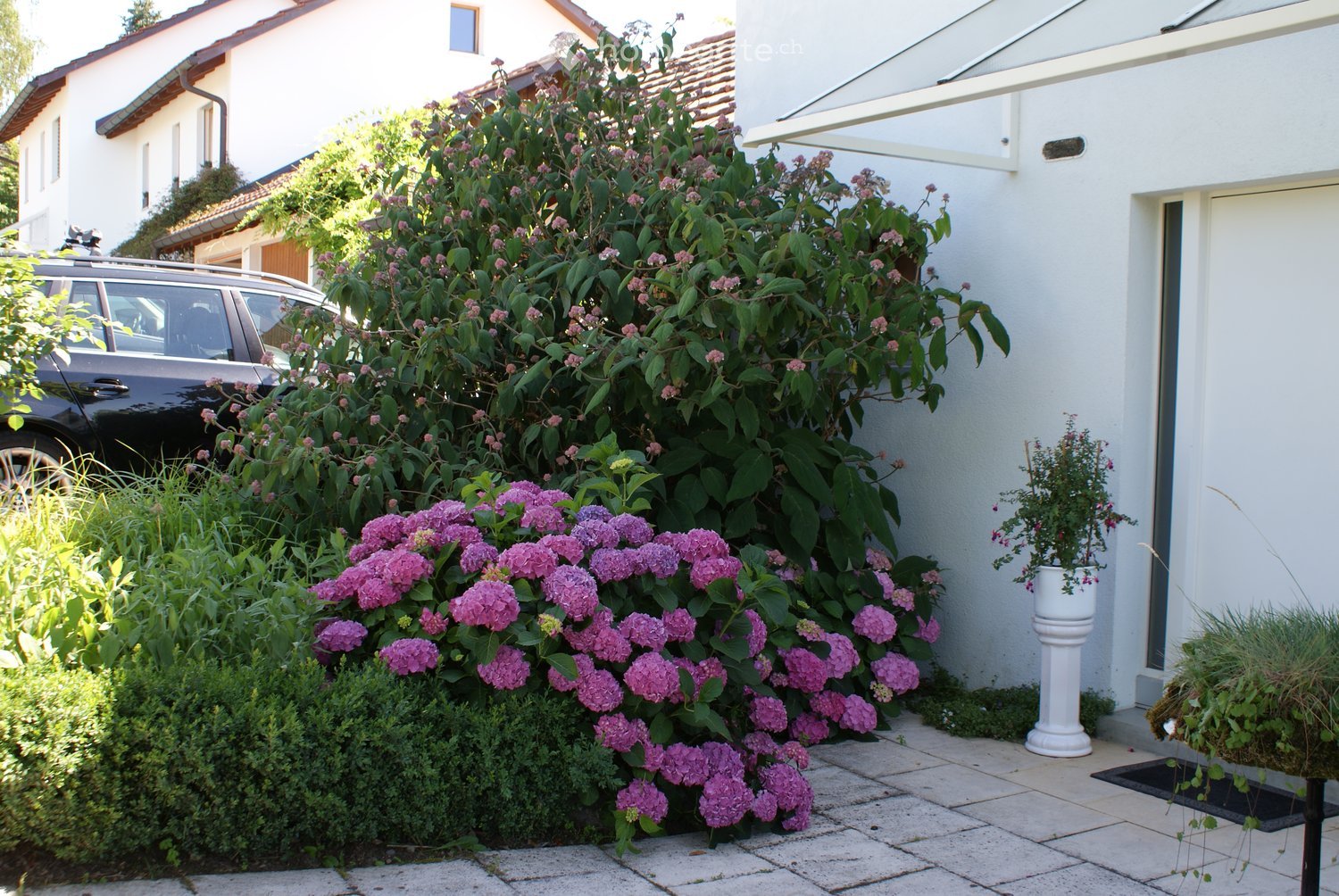 A well-maintained garden area with vibrant purple hydrangeas, green shrubs, and a white planter near the entrance of a house. A car is parked nearby, and the house has a modern white facade with a sloped roof.