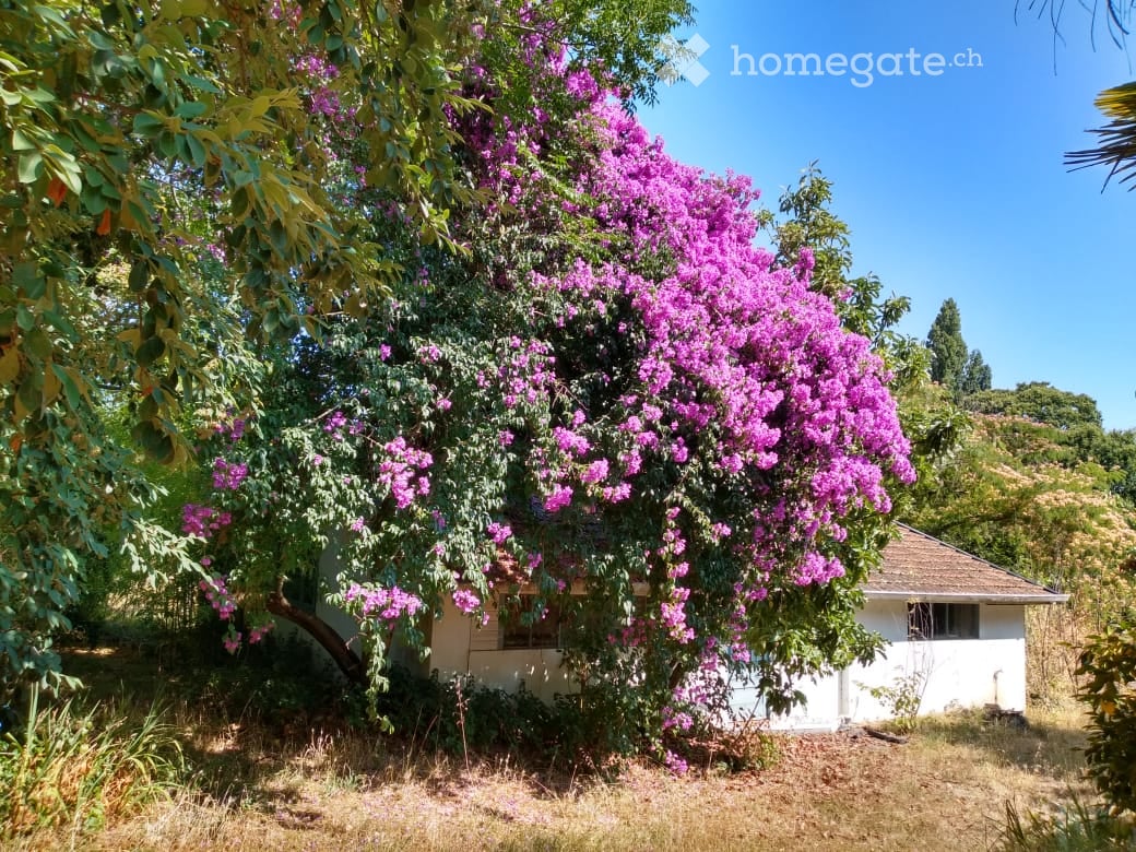 A small white house is partially obscured by a large tree adorned with vibrant pink bougainvillea flowers. The surrounding area includes dry grass and additional greenery.