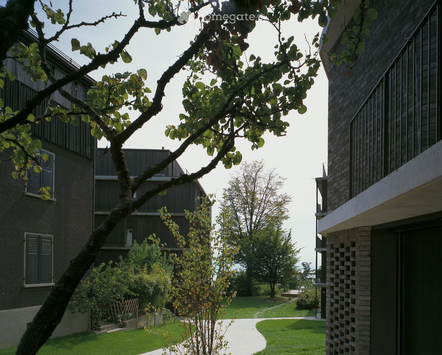 Courtyard with a large tree, modern buildings, and a paved pathway.