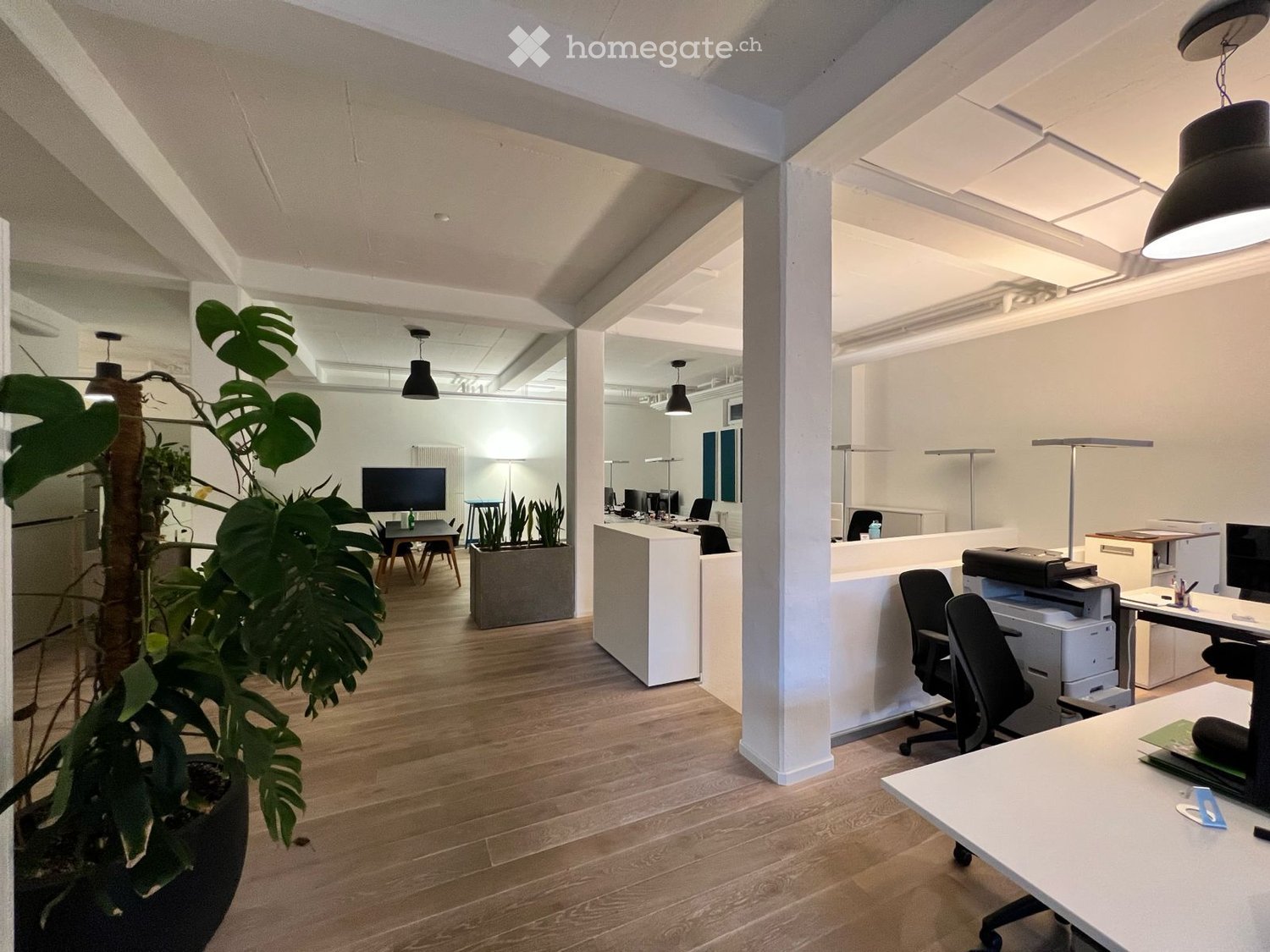 Modern office space with wooden flooring, large potted plant, desks, chairs, and office equipment.