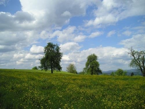 Open field with tall grass and wildflowers under a partly cloudy sky, scattered trees in the background.