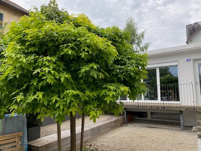 A small, well-maintained garden area with a raised wooden deck, a large tree, and a balcony with a bicycle visible inside.