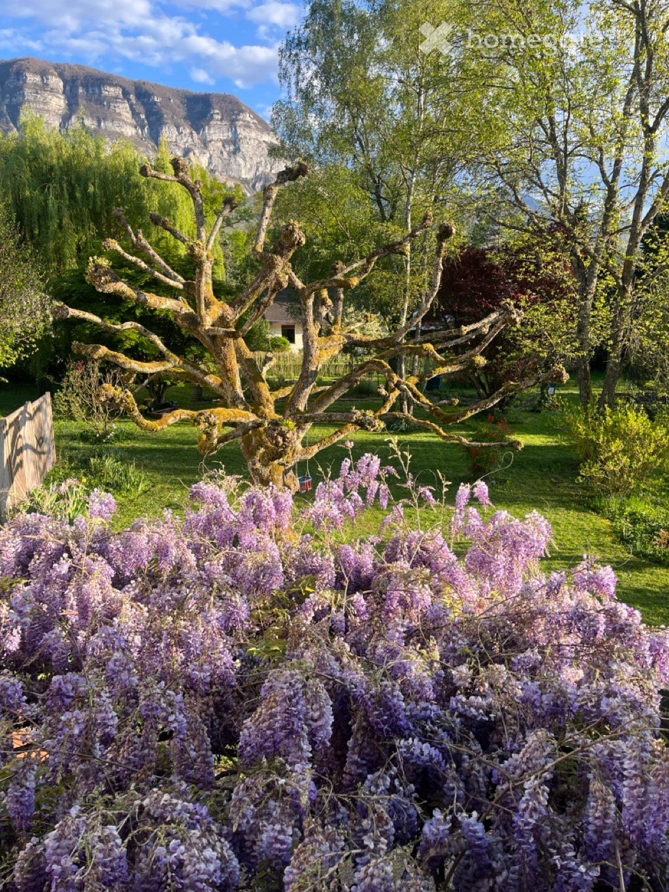 Garden with a large, old tree and vibrant purple wisteria flowers, surrounded by green grass and trees, with a mountain view in the background.