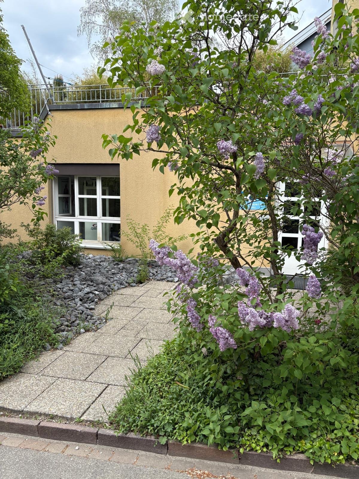 Garden area with a blooming lilac tree, small rocks, and a paved pathway leading to a building entrance.