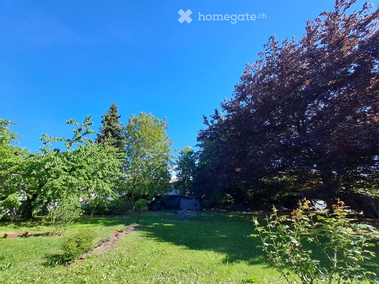 Garden / Outdoor Area. A well-maintained garden with a variety of trees and shrubs, featuring a clear blue sky and a grassy lawn.