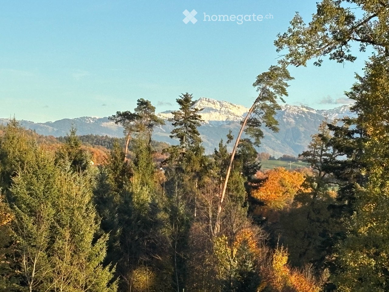 A panoramic view of a forested area with tall trees and distant mountains under a clear blue sky.