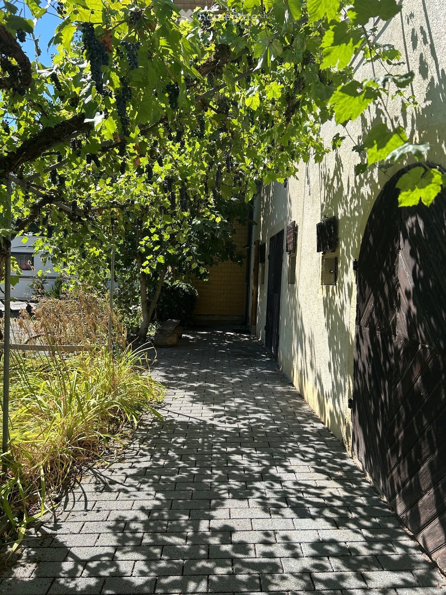 A narrow brick pathway lined with grapevines and lush greenery, leading to a building entrance.