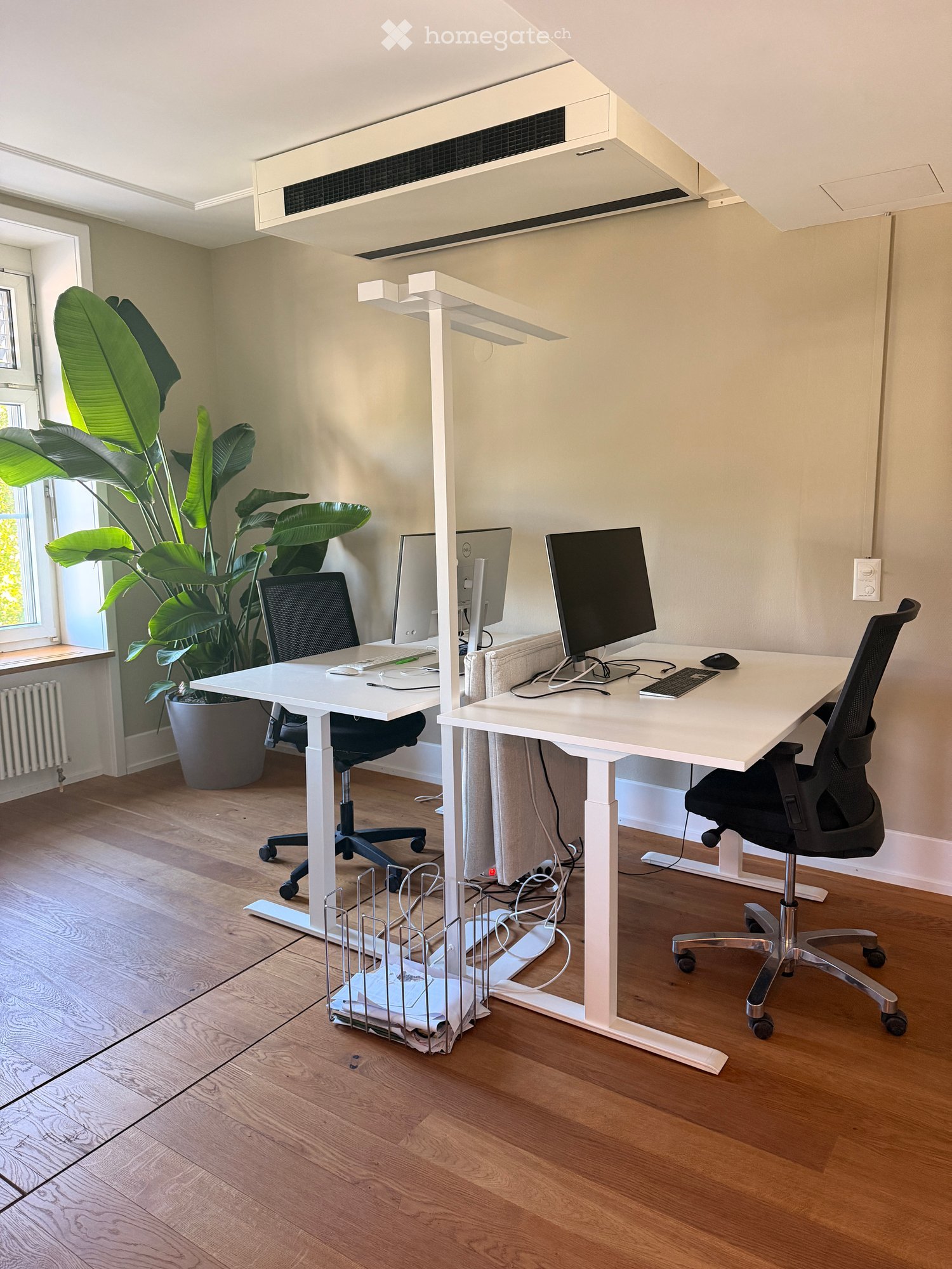 A modern, well-lit workspace with two desks, ergonomic chairs, dual monitors, and a large leafy plant in a pot. The room features light wooden flooring and white walls.